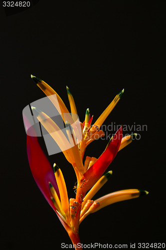 Image of Heliconia flowers on a tree in Koh Ngai island Thailand