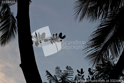 Image of Branch silhouette Thailand