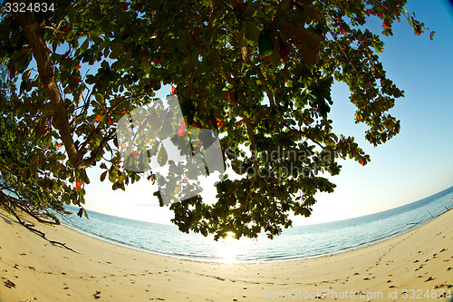 Image of Tree growing at  the beach in thailand