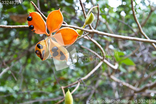 Image of Flowers on a tree in Koh Ngai island Thailand