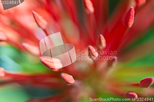 Image of Red and pink, flowers on a tree in Koh Ngai island Thailand