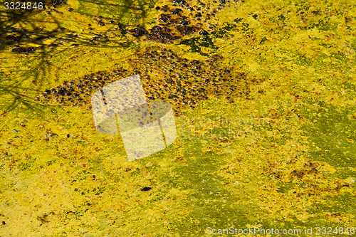 Image of Closeup of algae in water