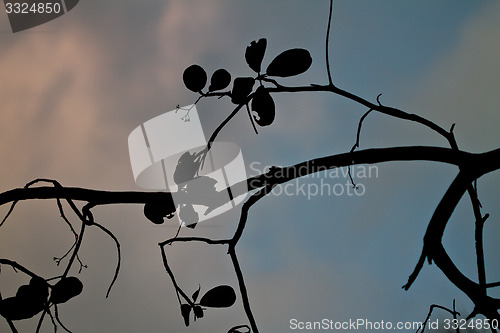 Image of Branch silhouette Thailand
