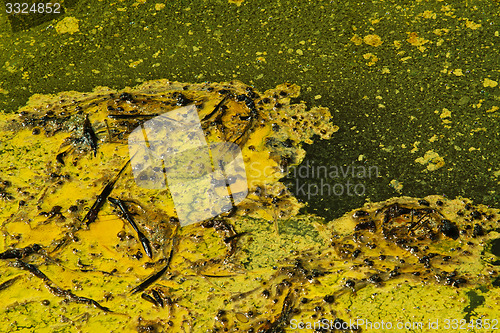 Image of Closeup of algae in water