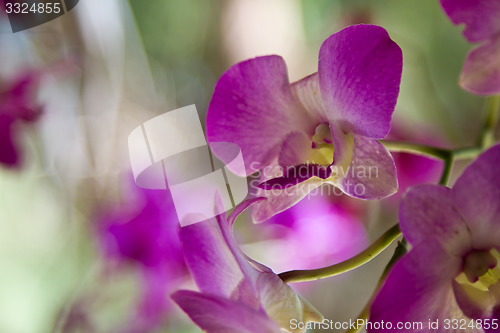Image of Phalaenopsis, flowers Thailand