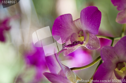 Image of Phalaenopsis, flowers Thailand