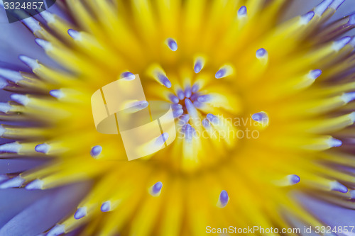 Image of Water lily on  Koh Ngai island Thailand