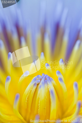 Image of Water lily on  Koh Ngai island Thailand