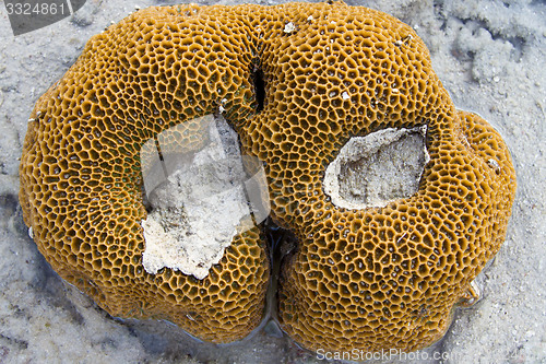 Image of Sea shell at the beach in thailand