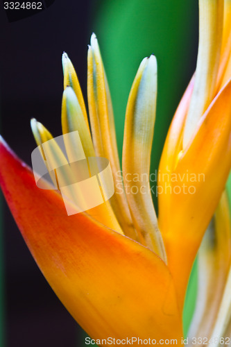 Image of Heliconia flowers on a tree in Koh Ngai island Thailand