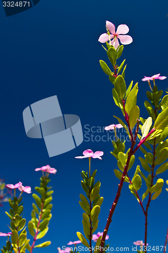 Image of Flowers in Thailand