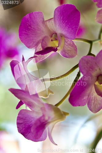 Image of Yellow and pink, flowers on a tree in Koh Ngai island Thailand