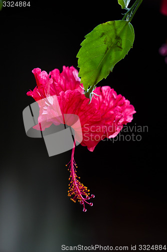 Image of Red orchid on a tree in Thailand