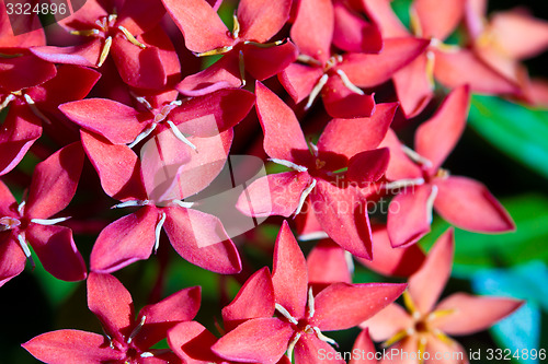 Image of Red and pink, flowers on a tree in Koh Ngai island Thailand