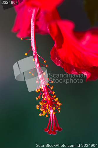 Image of Red orchid on a tree in Thailand