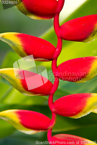 Image of Heliconia flowers on a tree in Koh Ngai island Thailand