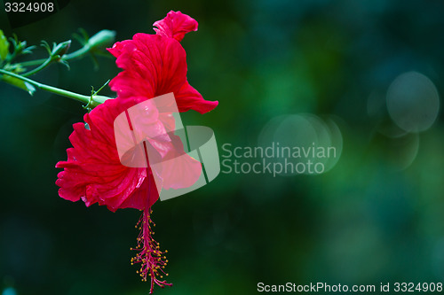 Image of Red orchid on a tree in Thailand