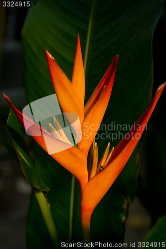 Image of Heliconia flowers on a tree in Koh Ngai island Thailand