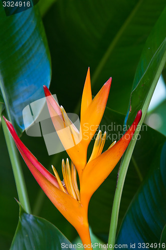 Image of Heliconia flowers on a tree in Koh Ngai island Thailand