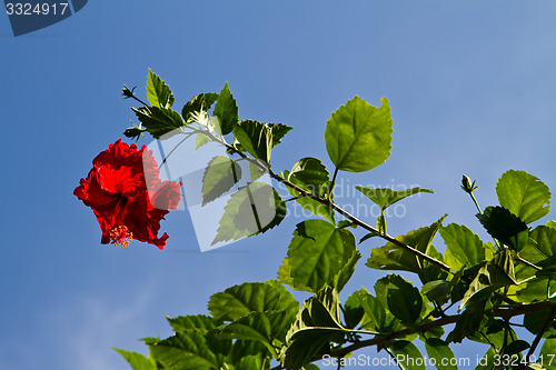 Image of Red orchid on a tree in Thailand