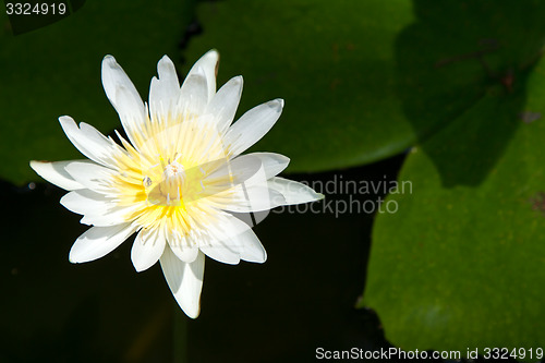 Image of Water lily on  Koh Ngai island Thailand