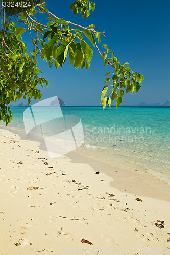 Image of Tree growing at  the beach in thailand