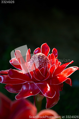 Image of Red vanda flowers in Thailand