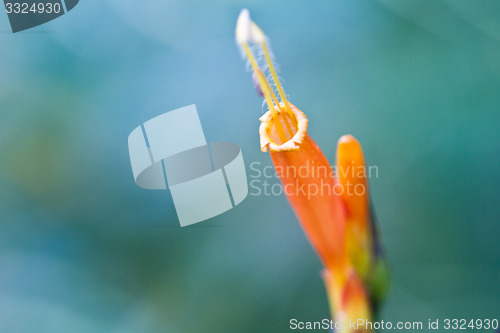 Image of Yellow and pink, flowers on a tree in Koh Ngai island Thailand