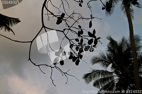 Image of Branch silhouette Thailand