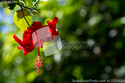 Image of Red orchid on a tree in Thailand