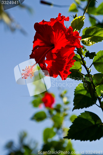 Image of Red orchid on a tree in Thailand