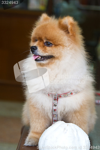 Image of Dog