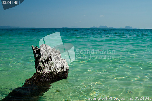 Image of Dead tree in water the beach  thailand