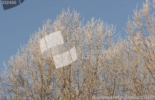 Image of Winter in the forest