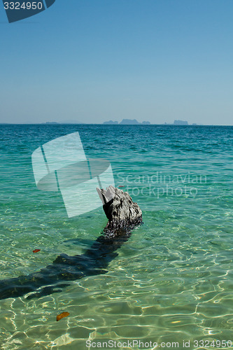 Image of Dead tree in water the beach  thailand