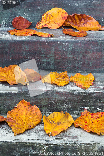 Image of Colourful leaves