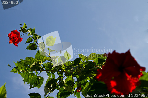 Image of Red orchid on a tree in Thailand