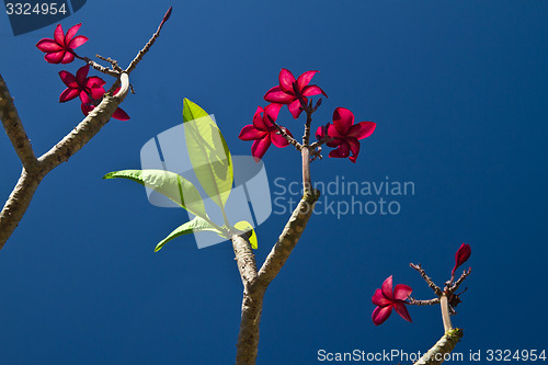 Image of Flowers in Thailand