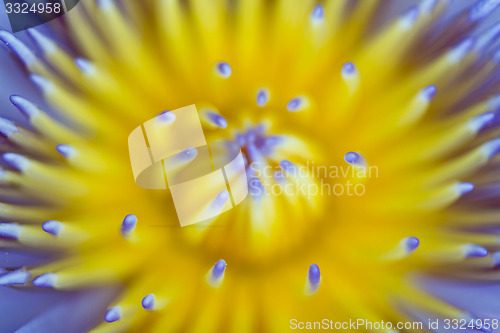 Image of Water lily on  Koh Ngai island Thailand