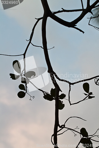 Image of Branch silhouette Thailand