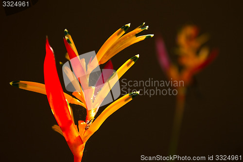 Image of Heliconia flowers on a tree in Koh Ngai island Thailand