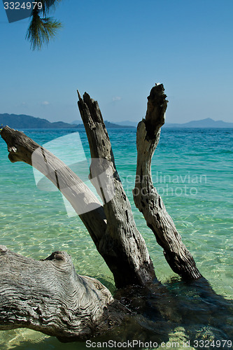 Image of Dead tree in water the beach  thailand