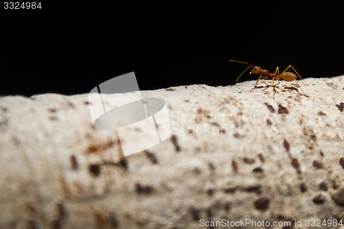 Image of Ant