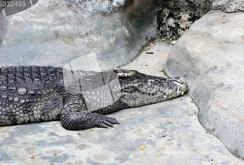 Image of Crocodile