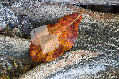 Image of Colourful leaves