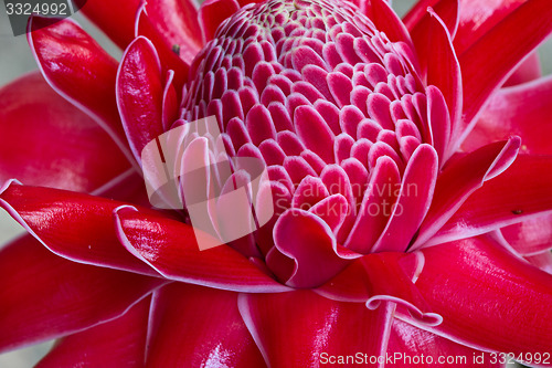 Image of Red vanda flowers in Thailand