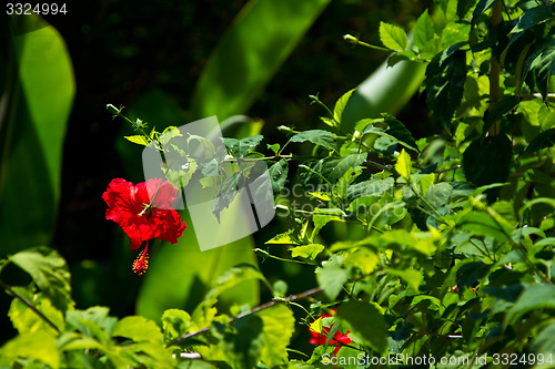 Image of Red orchid on a tree in Thailand