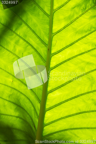 Image of Leaf in Thailand