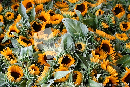 Image of sunflower on market place