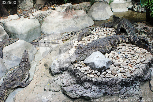 Image of Crocodile pit